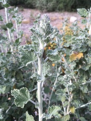 Malacothamnus arcuatus