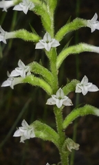 Beloglottis costaricensis