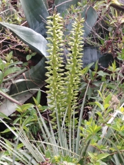 Puya aequatorialis