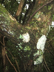 Antidesma venosum
