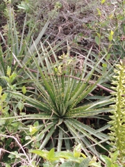 Puya aequatorialis