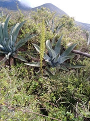 Puya aequatorialis