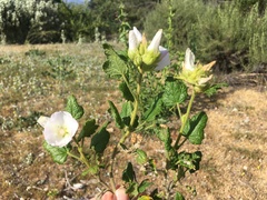 Malacothamnus involucratus