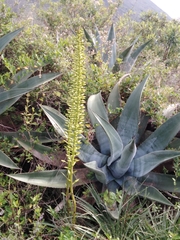 Puya aequatorialis