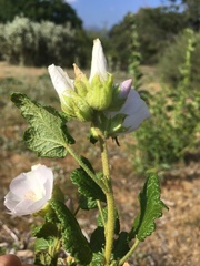 Malacothamnus involucratus