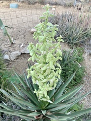 Yucca capensis