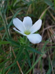 Arenaria montana