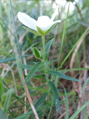 Arenaria montana