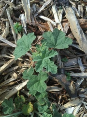 Malacothamnus mendocinensis