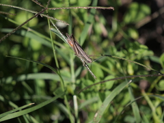 Amblytropidia australis