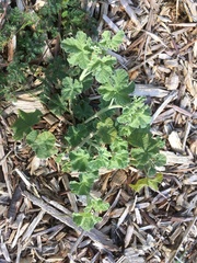 Malacothamnus mendocinensis