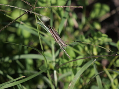 Amblytropidia australis