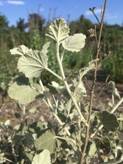 Malacothamnus abbottii