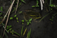 Lithobates lenca