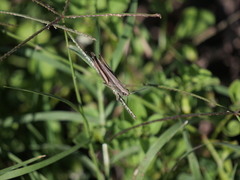 Amblytropidia australis