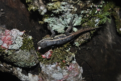 Sceloporus variabilis