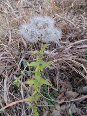 Brickellia eupatorioides texana