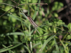 Amblytropidia australis