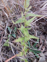 Brickellia eupatorioides texana