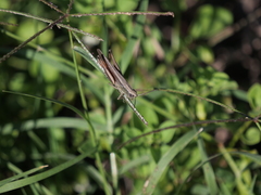 Amblytropidia australis