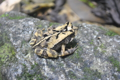 Incilius leucomyos