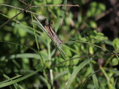 Amblytropidia australis