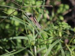 Amblytropidia australis