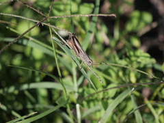 Amblytropidia australis