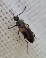 Anaspis fasciata
