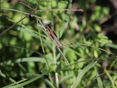 Amblytropidia australis