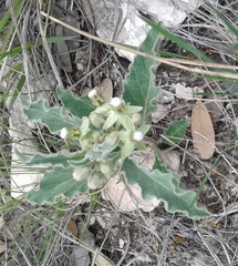 Asclepias emoryi