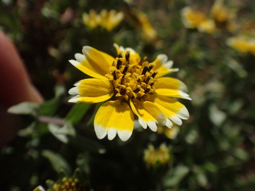 Image of Layia chrysanthemoides by (c) Trevor Van Loon, some rights reserved (CC BY)