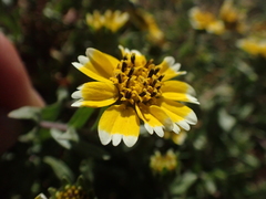 Layia chrysanthemoides