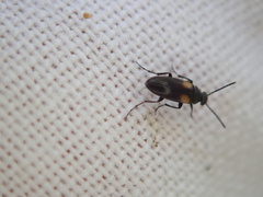 Anaspis fasciata