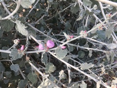 Malacothamnus jonesii