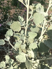 Malacothamnus jonesii