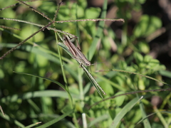 Amblytropidia australis