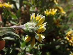 Layia chrysanthemoides