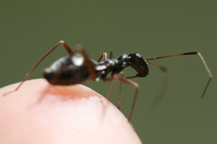 Dacerla mediospinosa