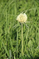 Trifolium trichocephalum