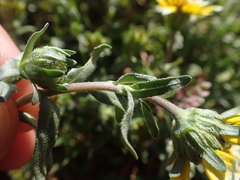 Layia chrysanthemoides