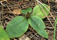 Mesadenus lucayanus