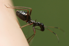 Dacerla mediospinosa