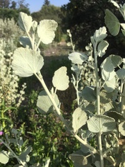 Malacothamnus jonesii