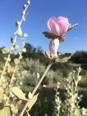 Malacothamnus jonesii