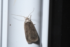Agonopterix argillacea