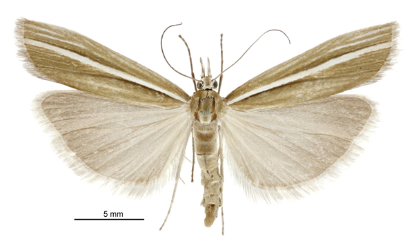 Orocrambus haplotomus