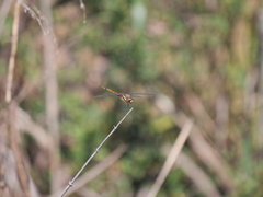 Tramea cophysa
