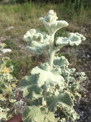 Malacothamnus fremontii cercophorus