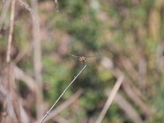 Tramea cophysa
